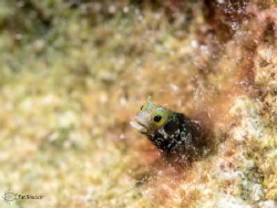 little roughhead blenny by Patricia Sinclair 